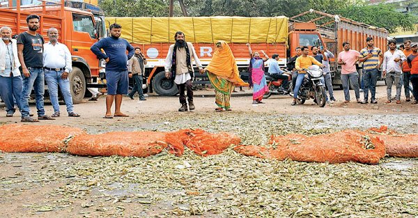 जबलपुरिया मटर के दाम 5 रुपए किलो पहुंचे, तो किसानों ने मंडी के सामने सड़क पर फेंका
