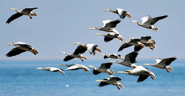 प्रवासी पक्षियों की जलक्रीड़ा से रोमांचित हुआ IATO