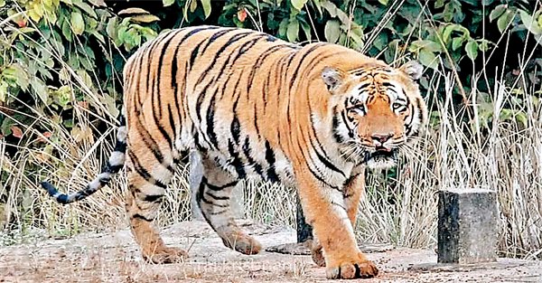 देश में 10 साल में 1,062 बाघों की मौत , इनमें से सबसे ज्यादा 270 मौतें मप्र में