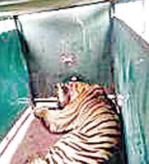 बांधवगढ़ टाईगर रिजर्व से सतपुड़ा भेजे गए 2 बाघ